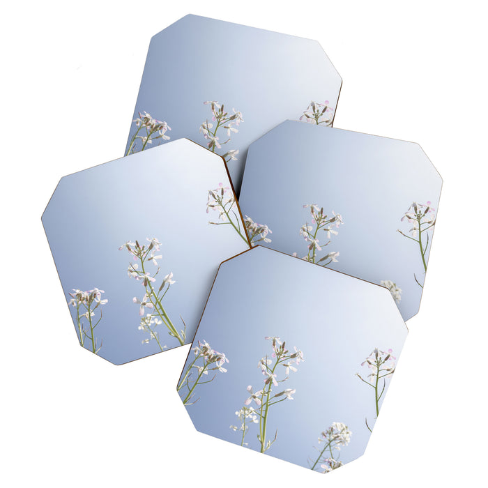 Wild radish flowers in a meadow in the spring against a clear blue sky - nature photography Coaster Gallery Image 1