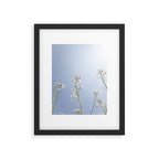 Wild radish flowers in a meadow in the spring against a clear blue sky - nature photography Framed Art Print Gallery Image 5