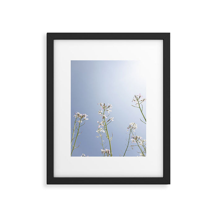 Wild radish flowers in a meadow in the spring against a clear blue sky - nature photography Framed Art Print Gallery Image 1