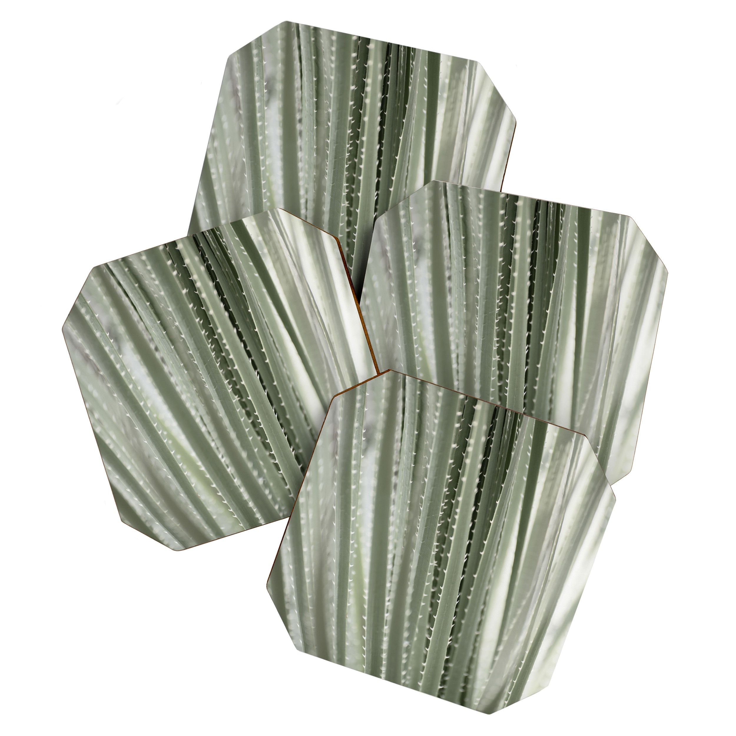 Yucca leaves pattern in sage green   Summer nature and travel photography Coaster Gallery Image 1