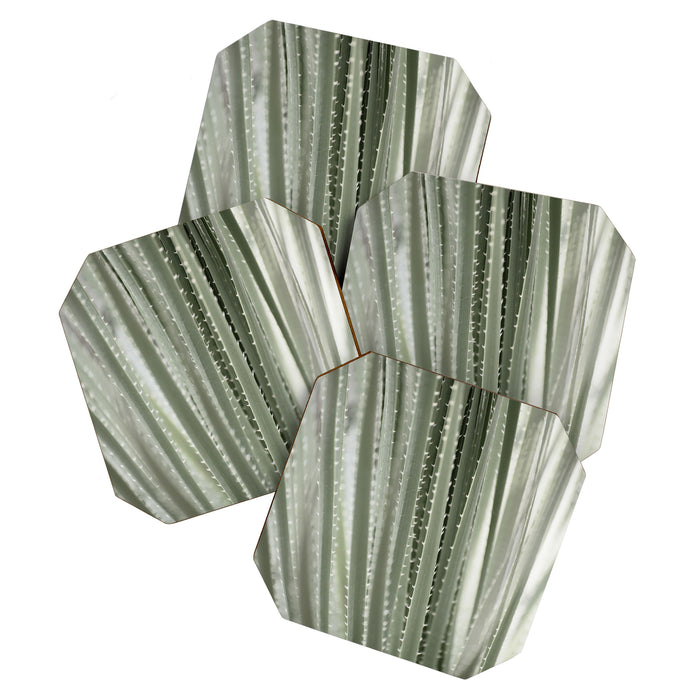 Yucca leaves pattern in sage green   Summer nature and travel photography Coaster Gallery Image 1