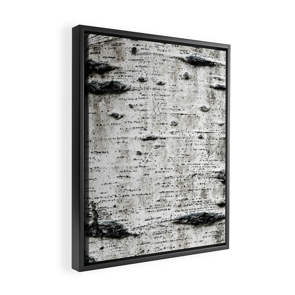 Aspen Tree Grand Teton National Park Framed Canvas Print Gallery Image 2