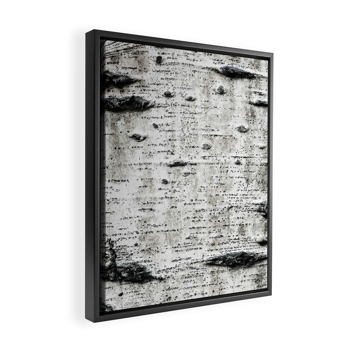 Aspen Tree Grand Teton National Park Framed Canvas Print Gallery Image 2