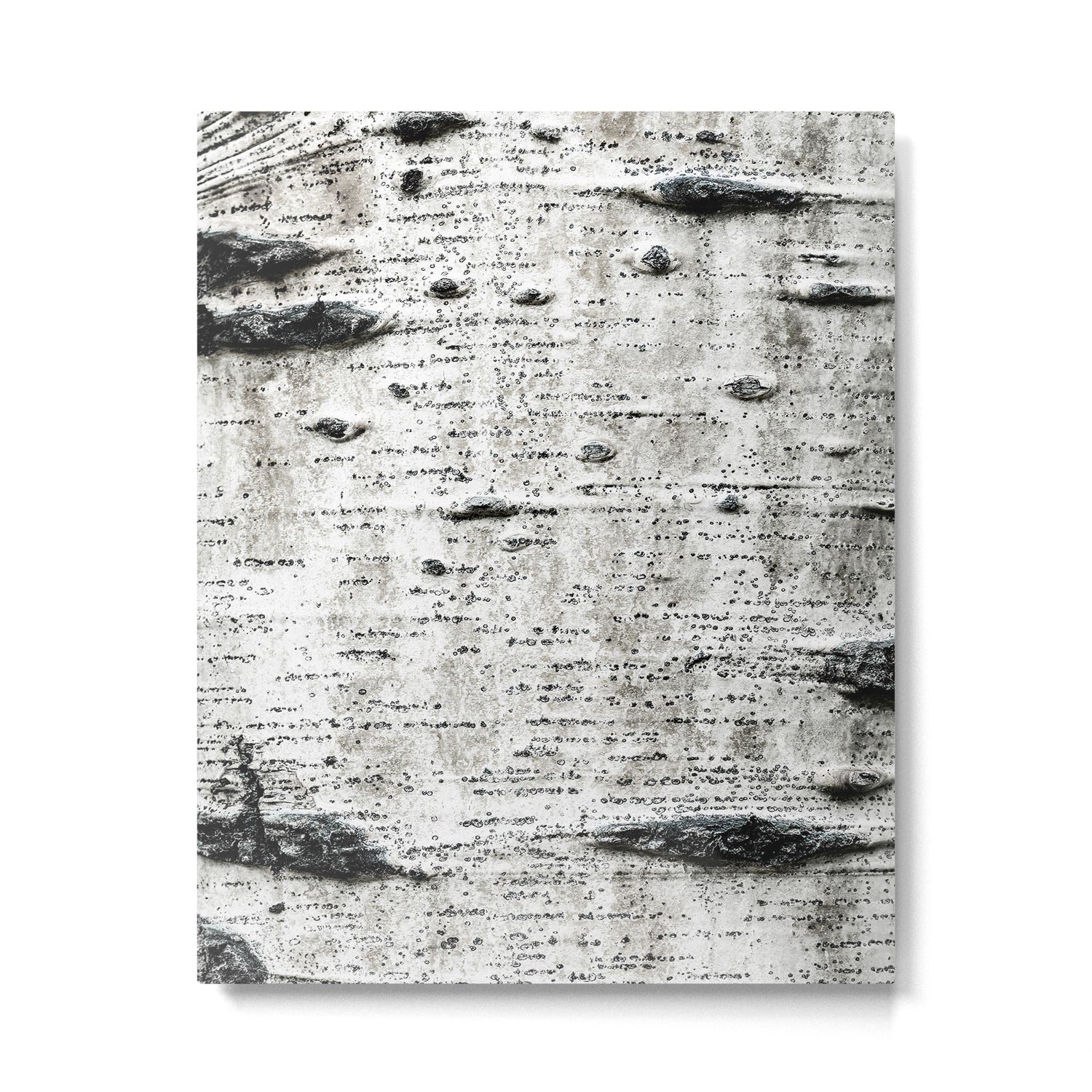Aspen Tree Grand Teton National Park Metal Print Gallery Image 4