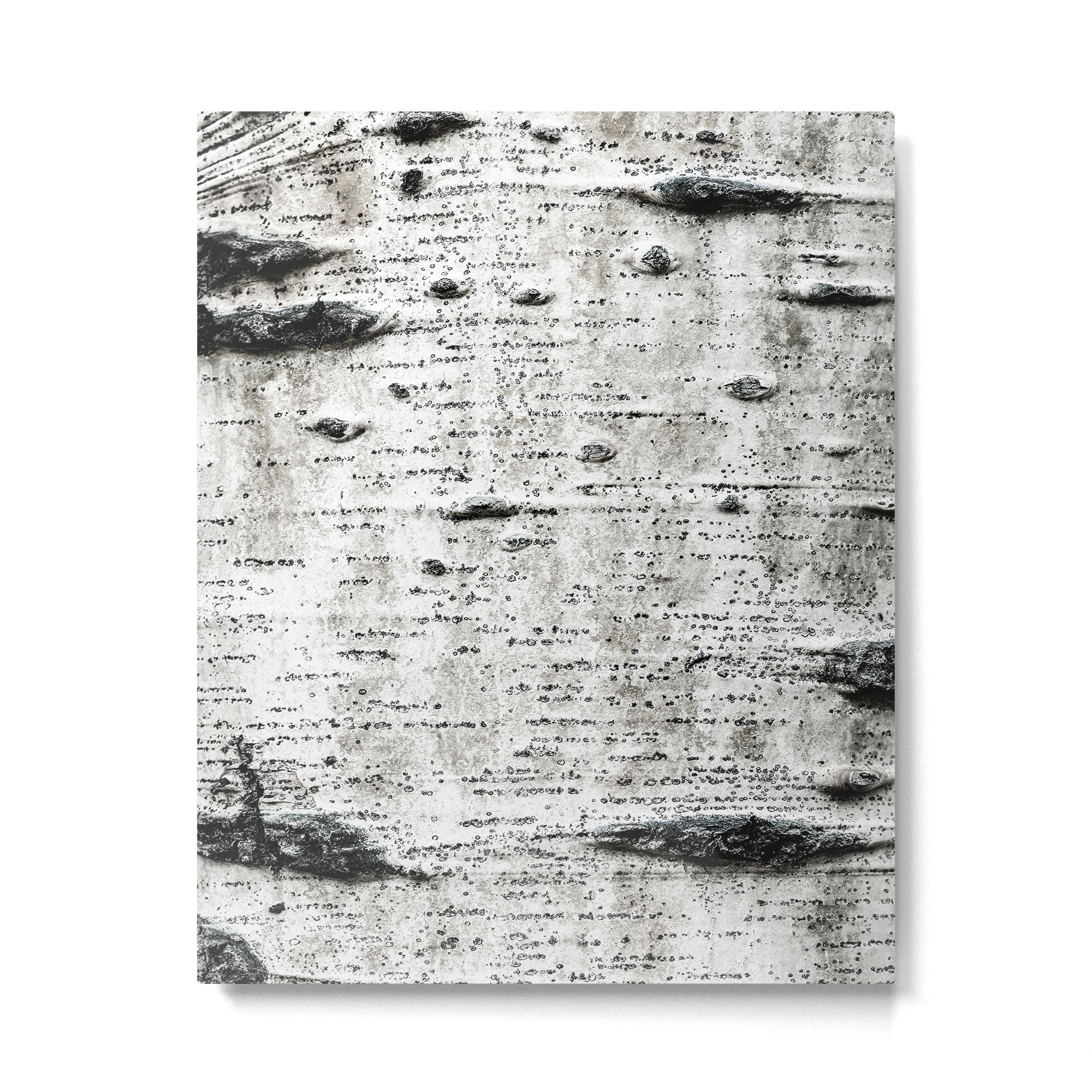 Aspen Tree Grand Teton National Park Metal Print Gallery Image 4