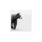 Bear Crossing - Black and White Wildlife Photography Art Print Gallery Image 1