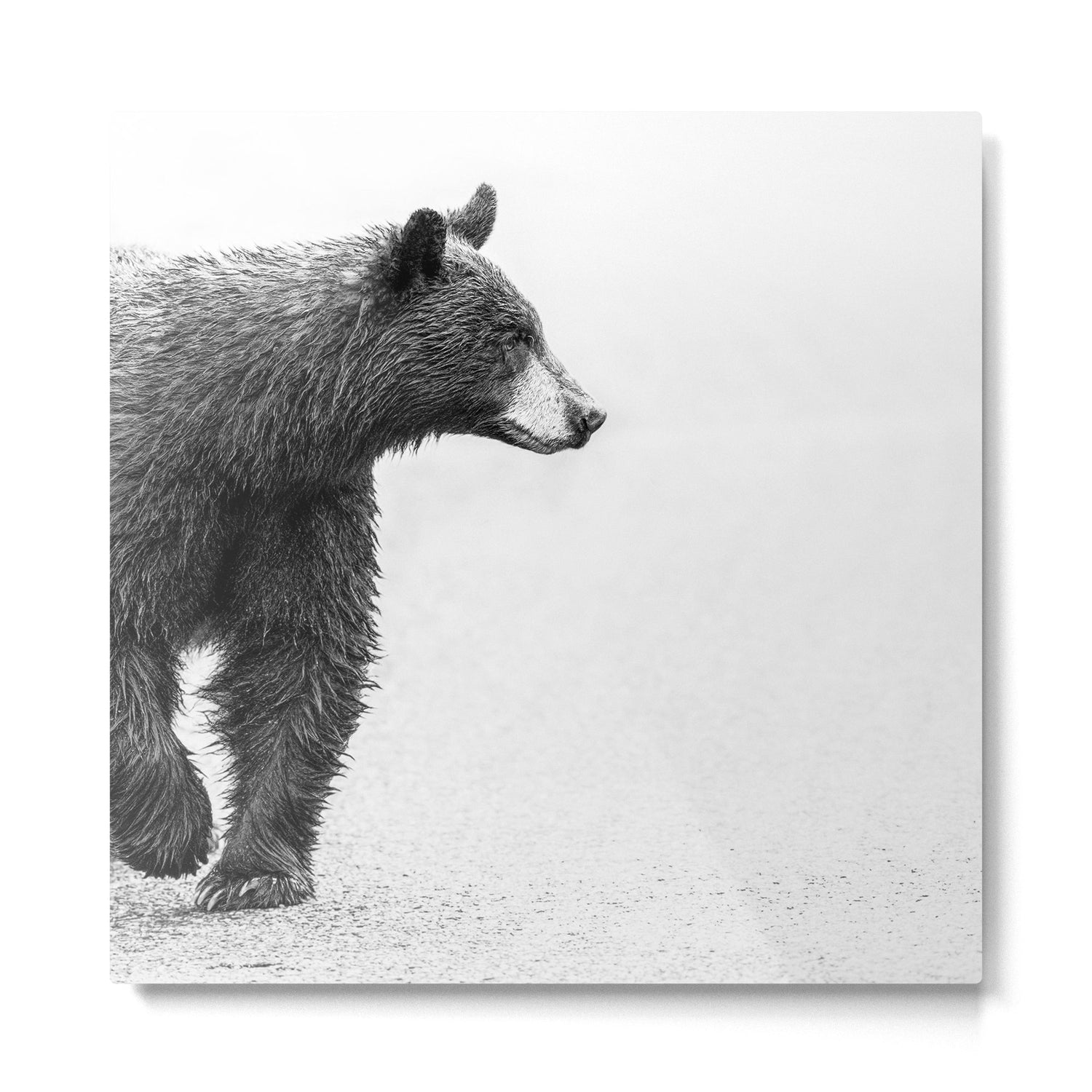 Bear Crossing - Black and White Wildlife Photography Metal Print Gallery Image 2