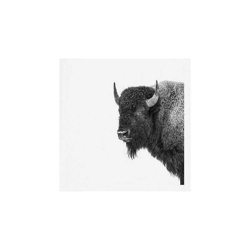 Bison Black and White Wildlife Photography Square Art Print Gallery Image 1