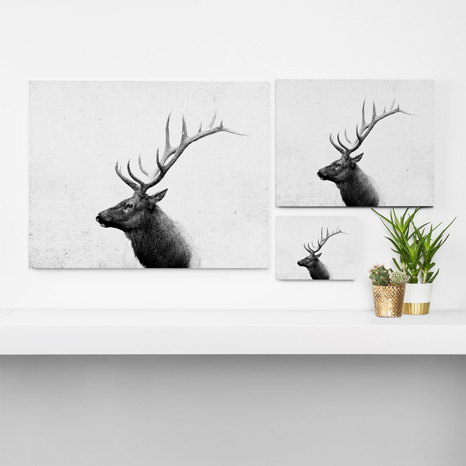 Bull Elk  Black and White Wildlife Photography Canvas Print Gallery Image 3
