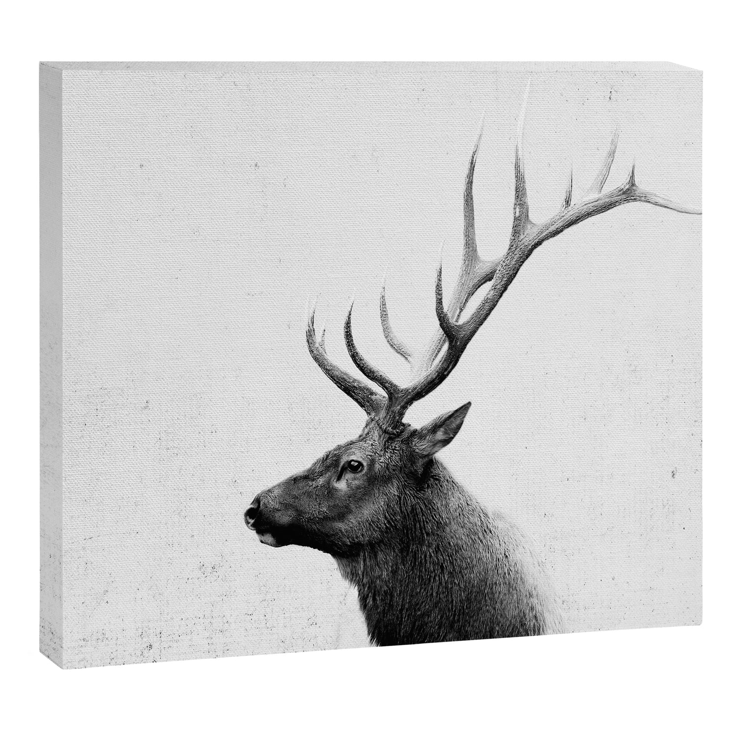 Bull Elk  Black and White Wildlife Photography Canvas Print Gallery Image 3