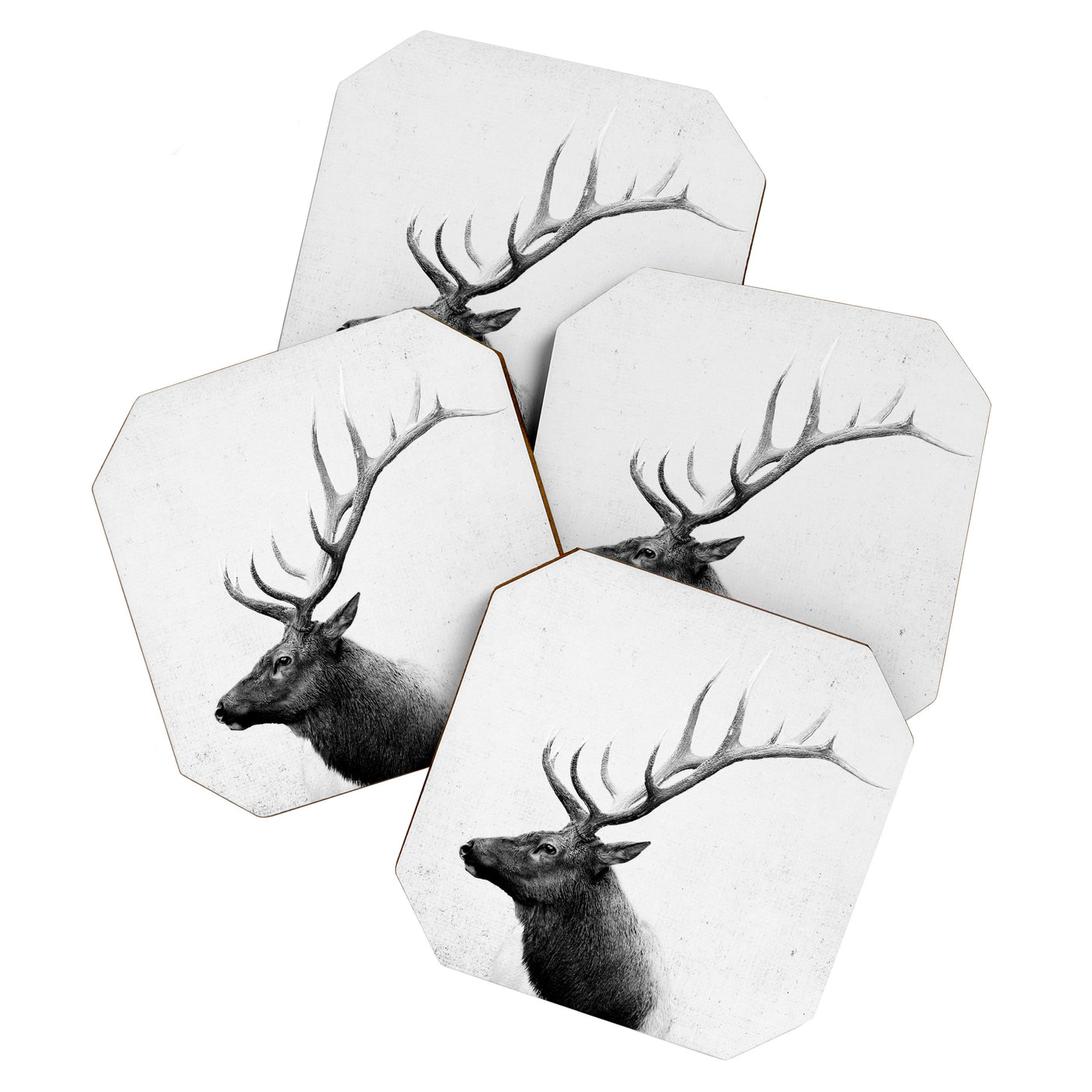 Bull Elk  Black and White Wildlife Photography Coaster