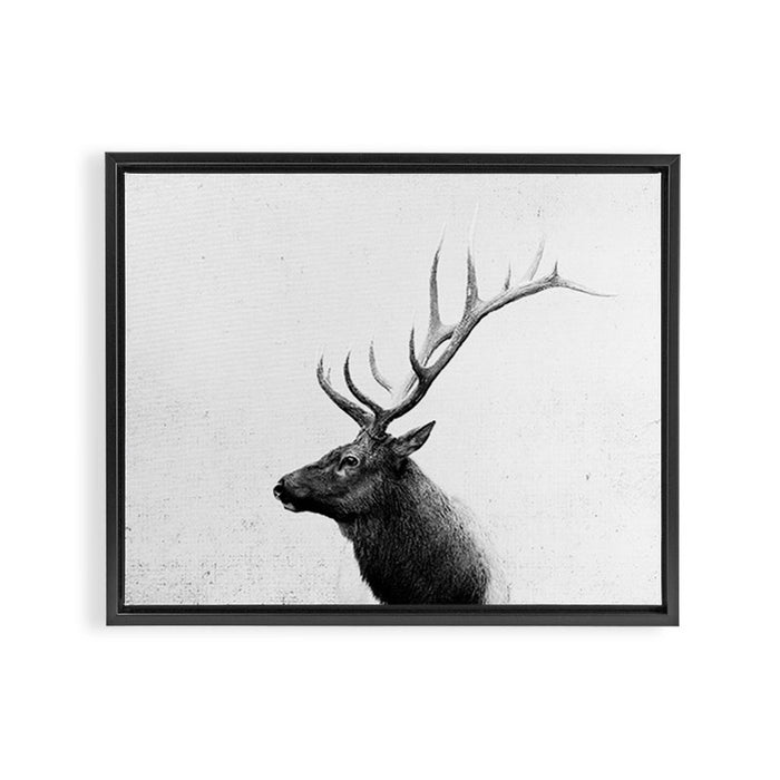 Bull Elk  Black and White Wildlife Photography Framed Canvas Print Gallery Image 1