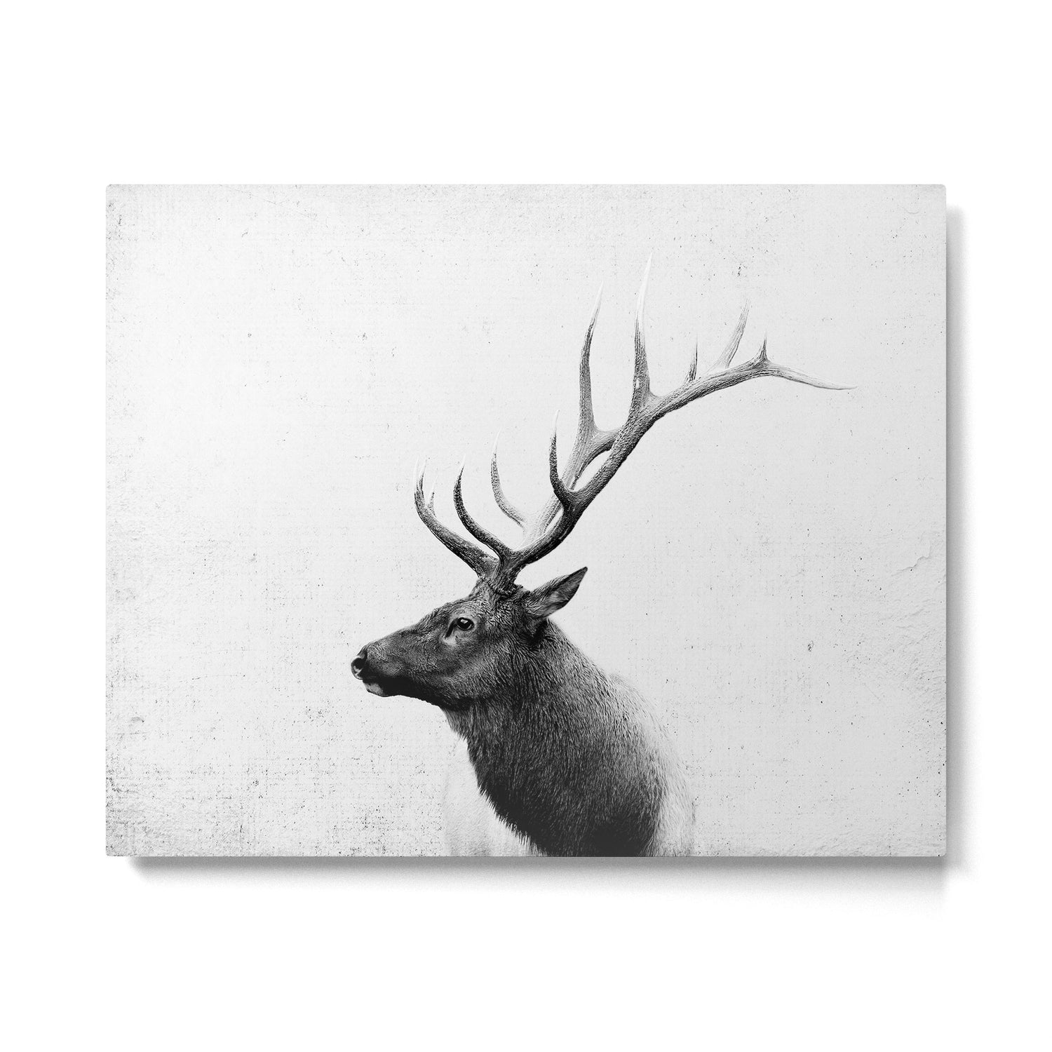 Bull Elk  Black and White Wildlife Photography Metal Print Gallery Image 6
