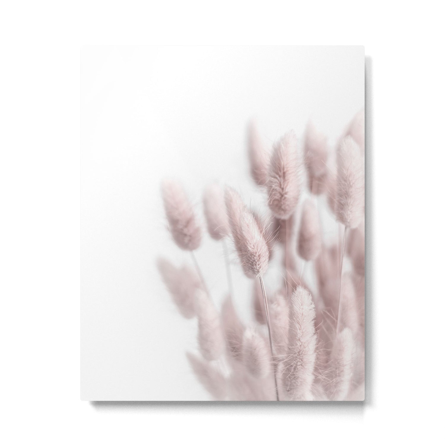 Pink Bunny Tails Metal Print Gallery Image 4