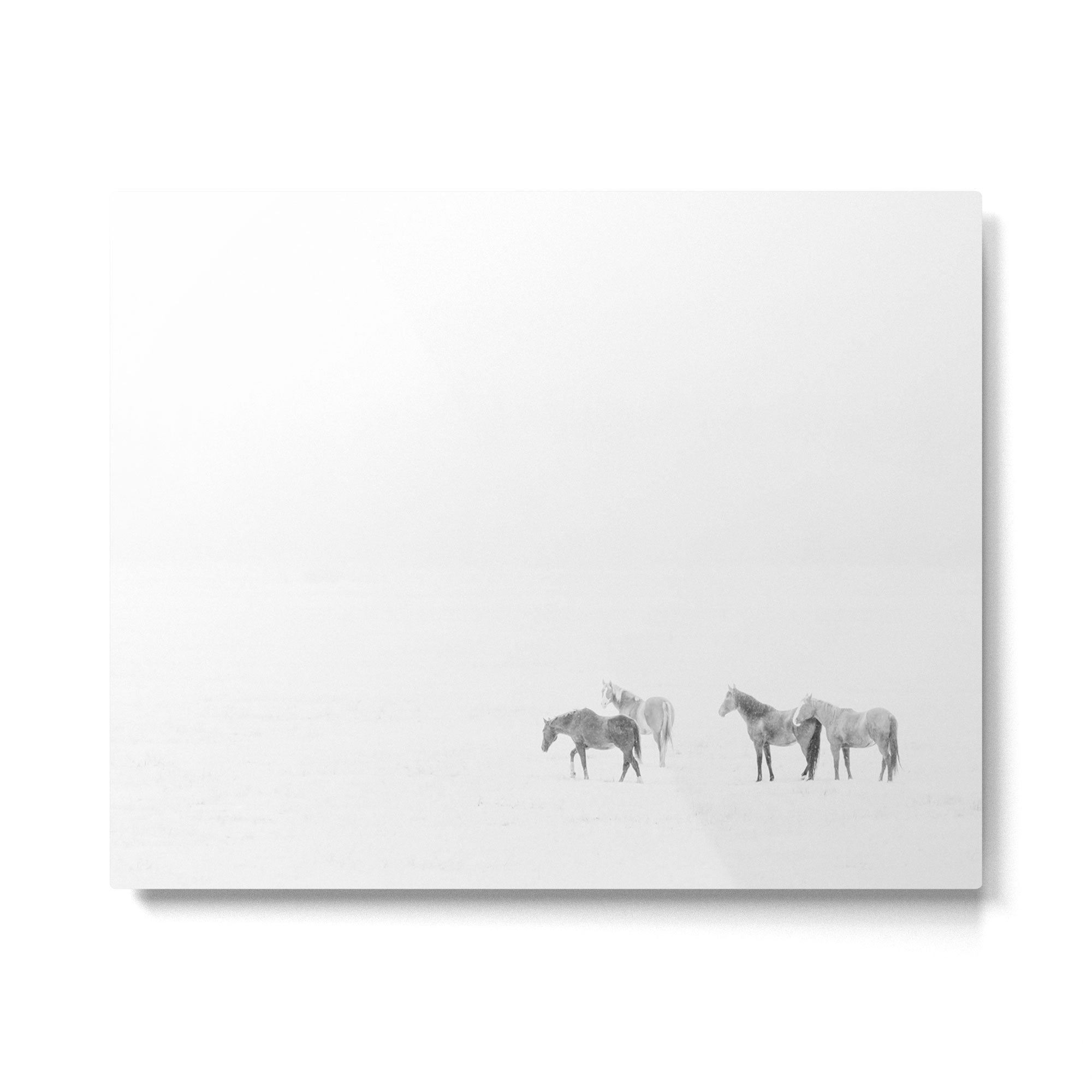 Snow Angels - Winter Horse Photography Metal Print Gallery Image 4