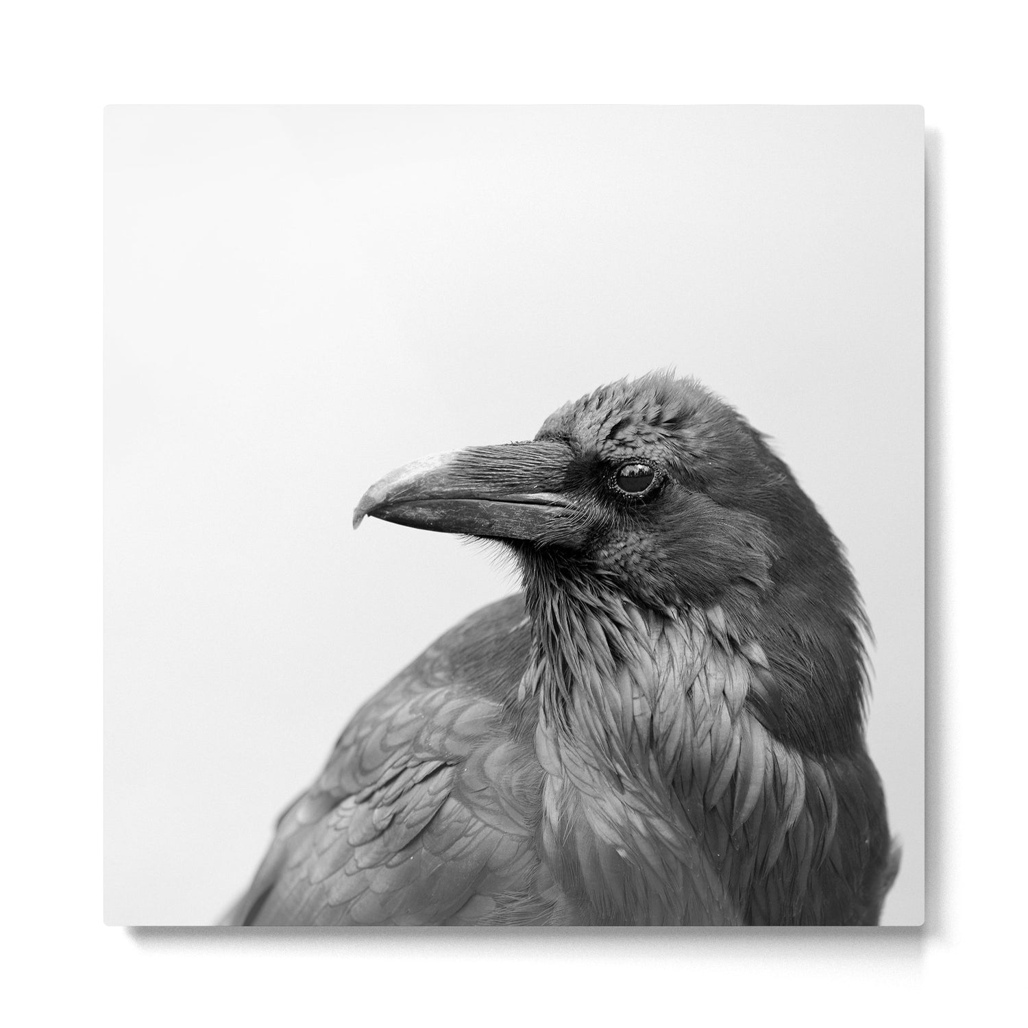 THE RAVEN Metal Print Gallery Image 2