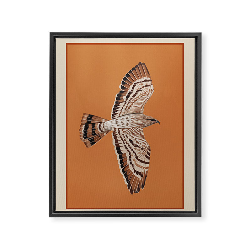 Hawk in Still Flight Framed Canvas Print Gallery Image 6