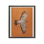 Hawk in Still Flight Framed Canvas Print Gallery Image 6