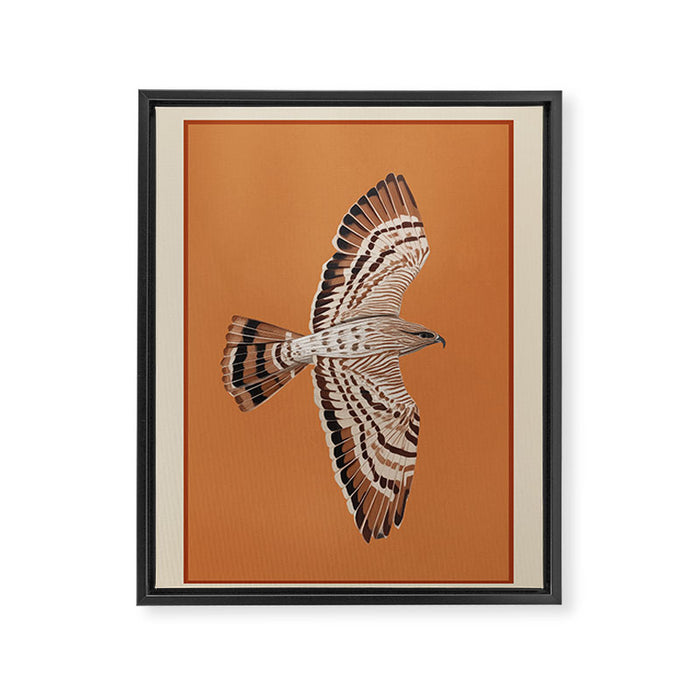 Hawk in Still Flight Framed Canvas Print Gallery Image 1