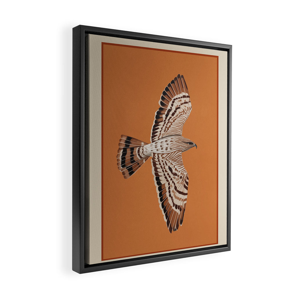 Hawk in Still Flight Framed Canvas Print Gallery Image 2