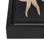 Starfish Harmony 3 Framed Canvas Print Gallery Image 3