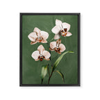 White Orchid Floral Art 4  Framed Canvas Print Gallery Image 6