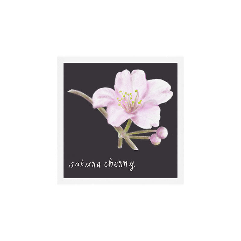 Sakura Cherry Blossom  Art Print Gallery Image 1