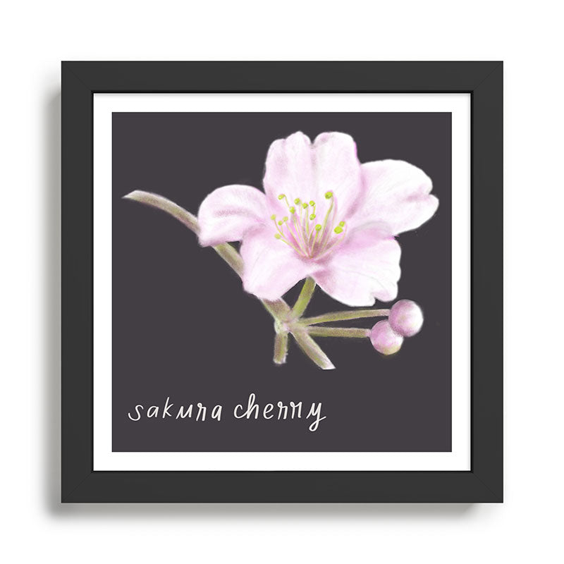 Sakura Cherry Blossom  Framed Art Print Gallery Image 1