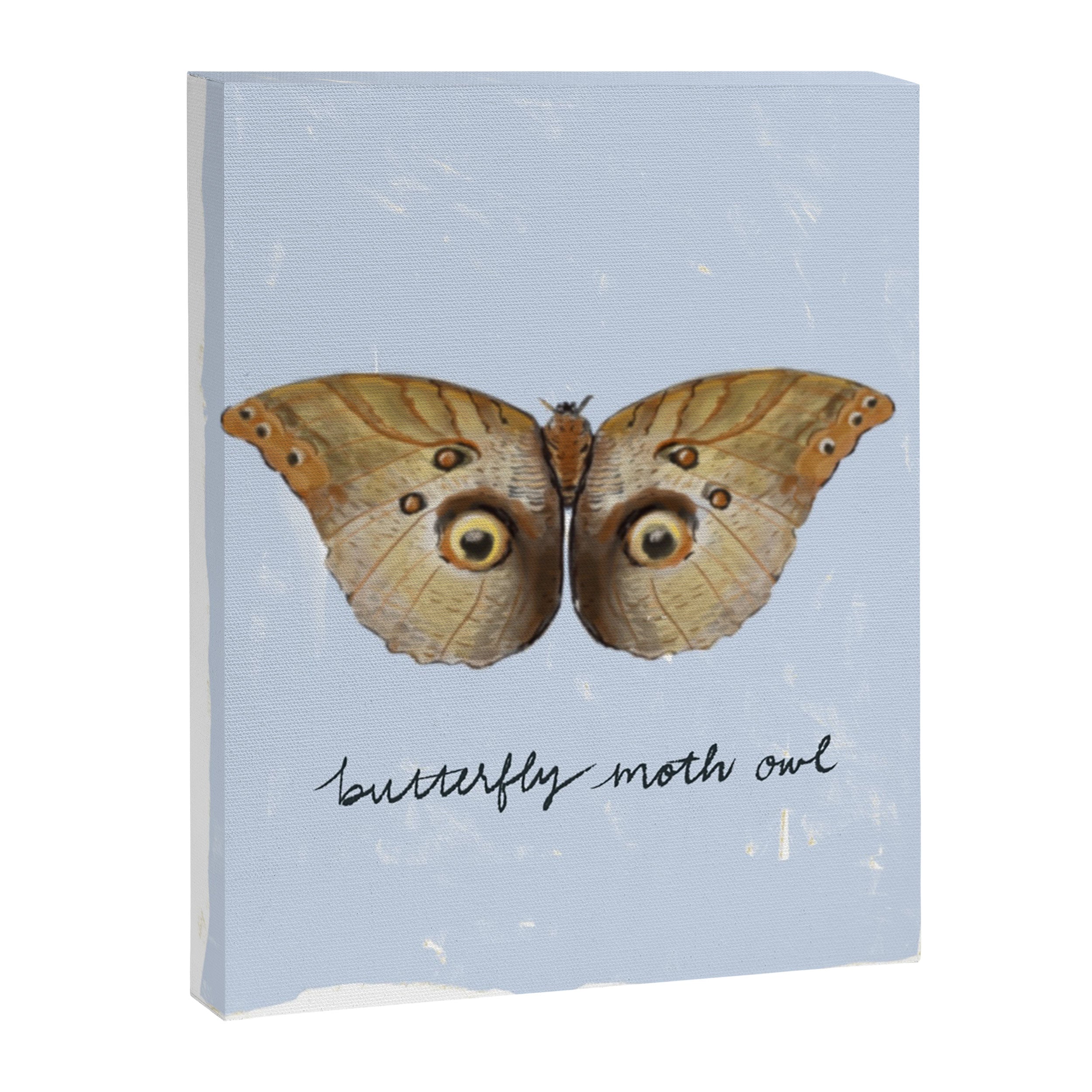 Vintage Butterfly Moth Owl on Soft Sky  Canvas Print Gallery Image 3