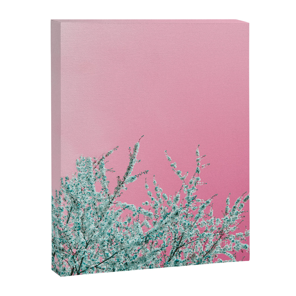 "cherry blossoms" Canvas Print Gallery Image 6