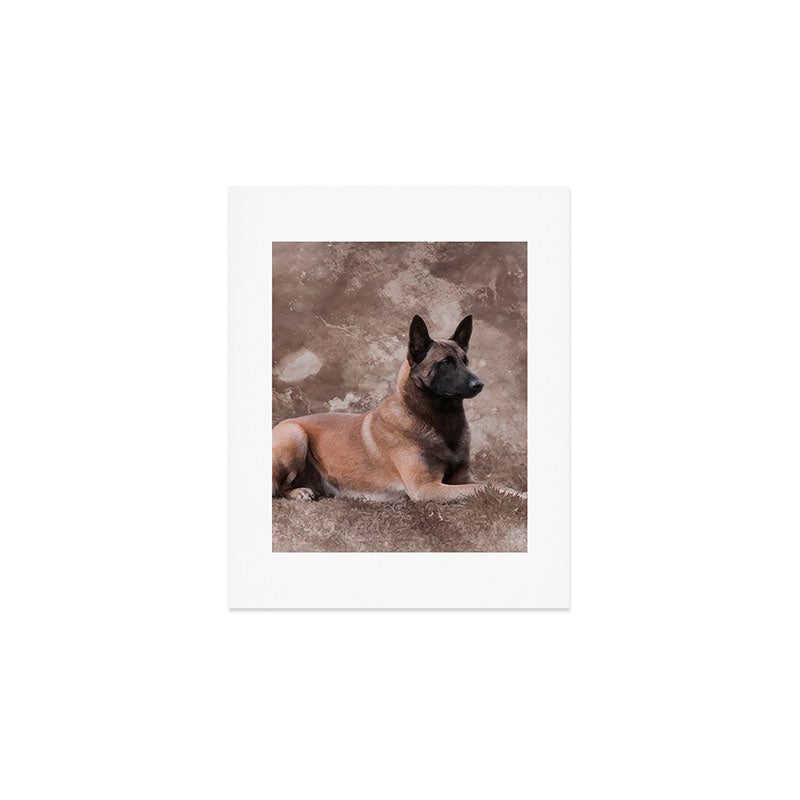 Malinois  Belgian shepherd - Mechelaar Art Print Gallery Image 1