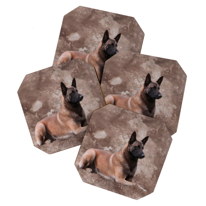 Malinois  Belgian shepherd - Mechelaar Coaster Gallery Image 1