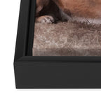 Malinois  Belgian shepherd - Mechelaar Framed Canvas Print Gallery Image 3
