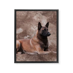 Malinois  Belgian shepherd - Mechelaar Framed Canvas Print Gallery Image 8
