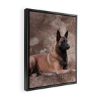 Malinois  Belgian shepherd - Mechelaar Framed Canvas Print Gallery Image 2