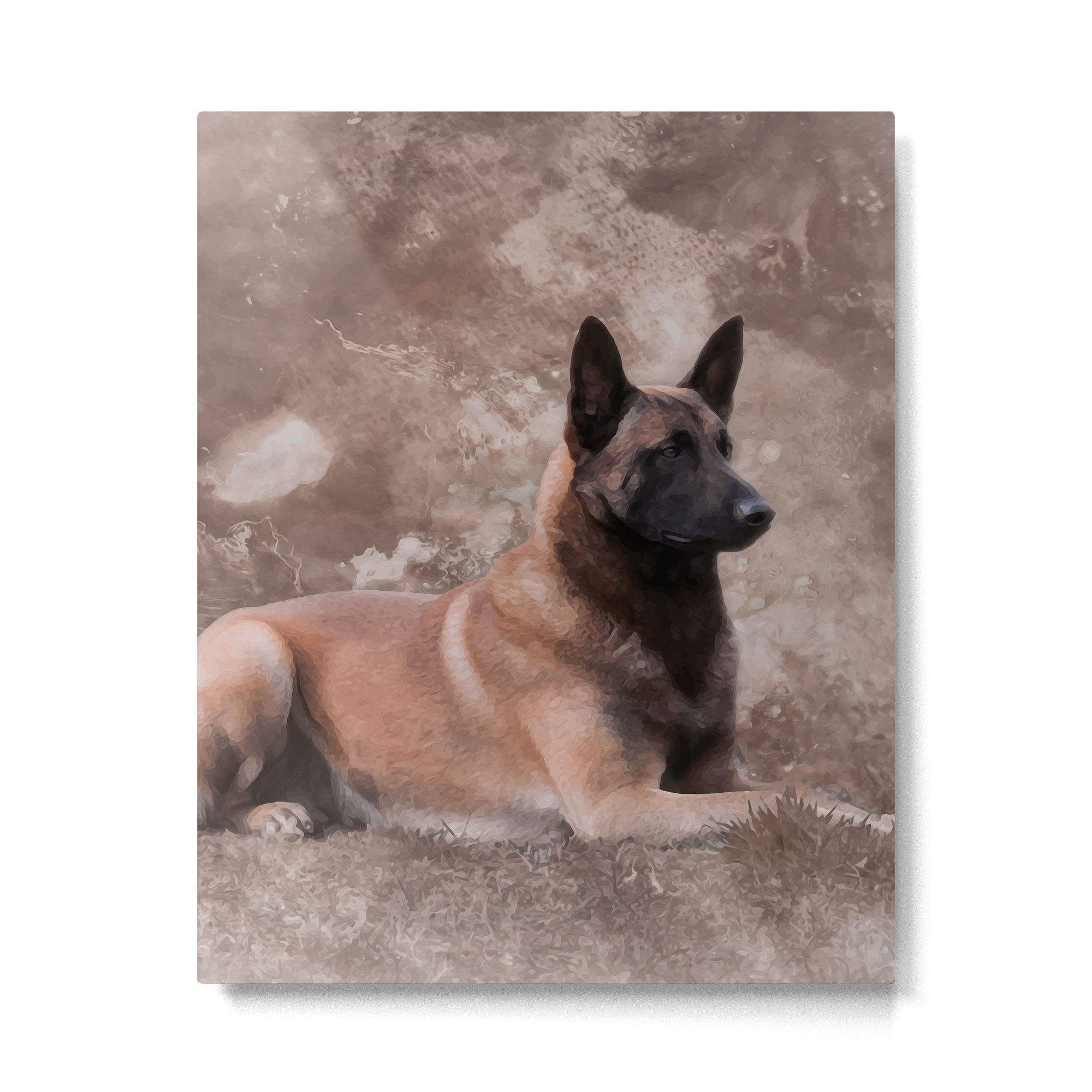 Malinois  Belgian shepherd - Mechelaar Metal Print Gallery Image 6