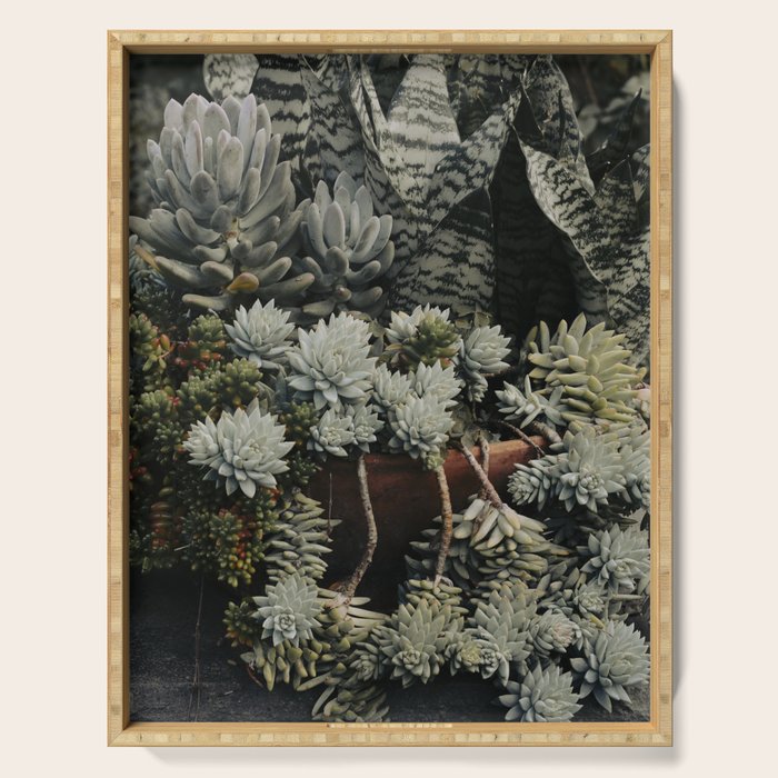 Moody Succulent x houseplant leaf photograph Serving Tray Gallery Image 1