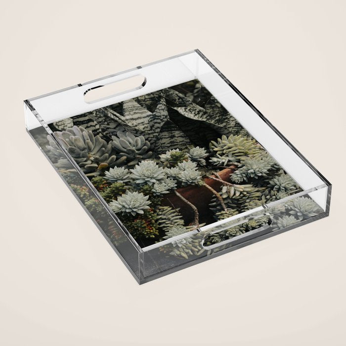 Moody Succulent x houseplant leaf photograph Acrylic Tray Gallery Image 1