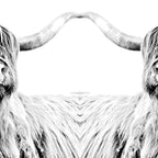 HIGHLAND CATTLE FRIDA Coffee Mug Gallery Image 2