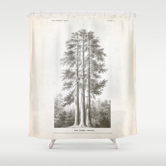 Sequoia Tree Illustration - The Three Graces at Mariposa Grove in Yosemite National Park Shower Curtain Gallery Image 1