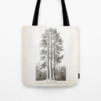 Sequoia Tree Illustration - The Three Graces at Mariposa Grove in Yosemite National Park Tote Bag Gallery Image 1