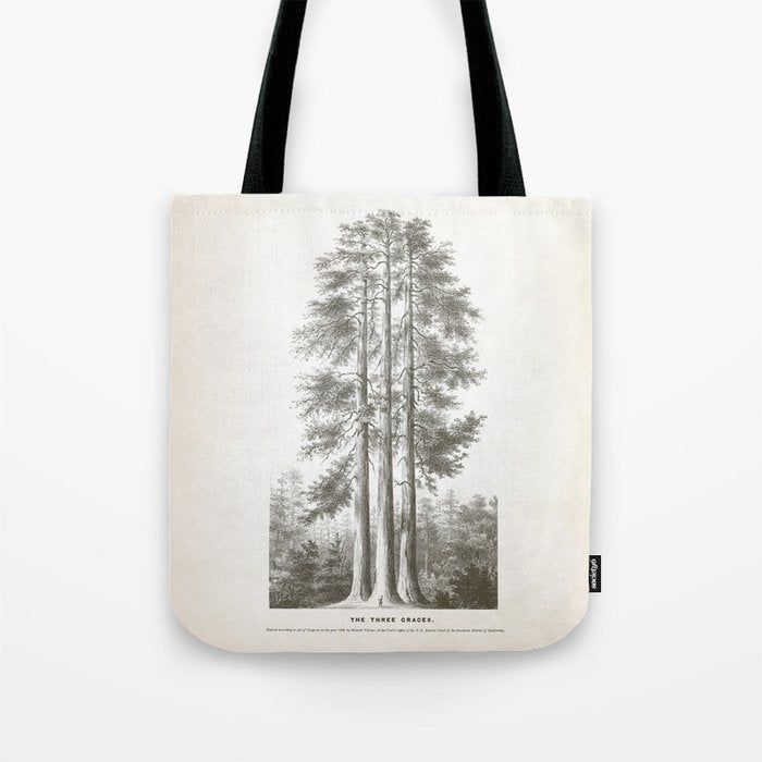 Sequoia Tree Illustration - The Three Graces at Mariposa Grove in Yosemite National Park Tote Bag Gallery Image 1
