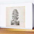 Sequoia Tree Illustration - The Three Graces at Mariposa Grove in Yosemite National Park Wall Mural Gallery Image 2