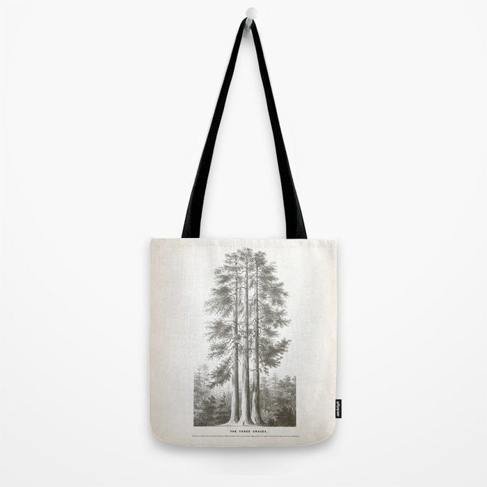 Sequoia Tree Illustration - The Three Graces at Mariposa Grove in Yosemite National Park Tote Bag Gallery Image 2