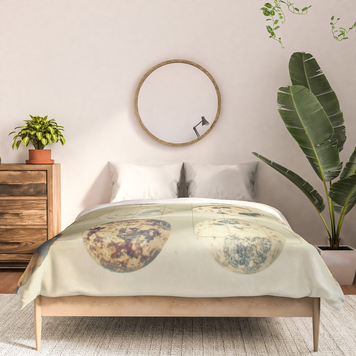 Quail Eggs Comforter Gallery Image 3