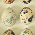 Quail Eggs Coffee Mug Gallery Image 2