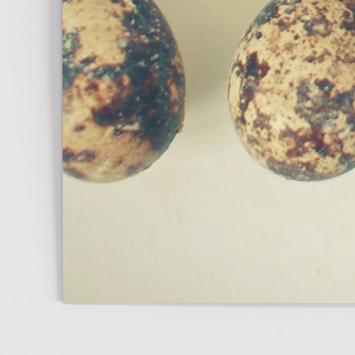 Quail Eggs Poster Gallery Image 3