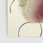 Birds-of-paradise (Paradisea Sanguinea) by John Gould, 1875-1888 (benefitting the Nature Conservancy) Poster Gallery Image 3