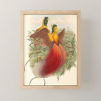 Birds-of-paradise (Paradisea Sanguinea) by John Gould, 1875-1888 (benefitting the Nature Conservancy) Mini Art Print Gallery Image 1