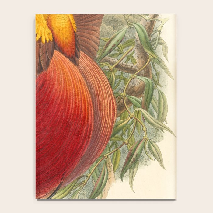 Birds-of-paradise (Paradisea Sanguinea) by John Gould, 1875-1888 (benefitting the Nature Conservancy) Notebook Gallery Image 4